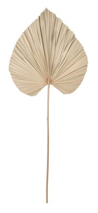 large-ml-842794-palm-leaf-large1_1257515081878