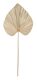 Web_Test-ML-842794-Palm-leaf-large_1