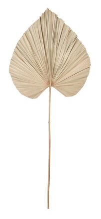 Web_Test-ML-842794-Palm-leaf-large_1