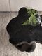 Large-ML-456026-Mushroom-stool-Black_sf1_DTP