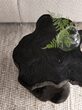 Large-ML-456026-Mushroom-stool-Black_sf1_DTP