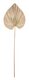 Large-ML-842793-Palm-leaf-small_1