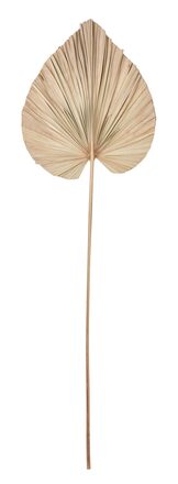 Large-ML-842793-Palm-leaf-small_1