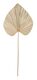 Large-ML-842794-Palm-leaf-large_1