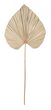 Large-ML-842794-Palm-leaf-large_1