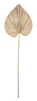 ML-842793-Palm-leaf-small_1