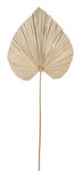 large-ml-842794-palm-leaf-large1_1257515081878