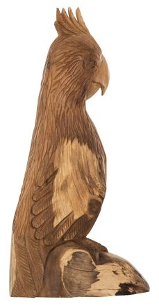 ML-353501-Rio-parrot_2