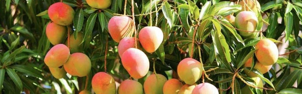 mango-korverliving
