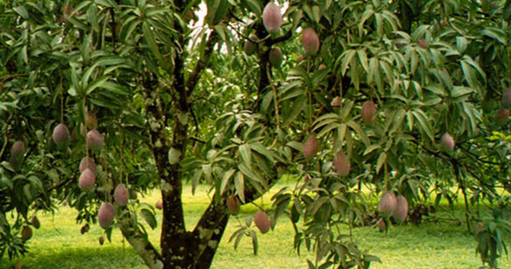 mangoboom-korverliving